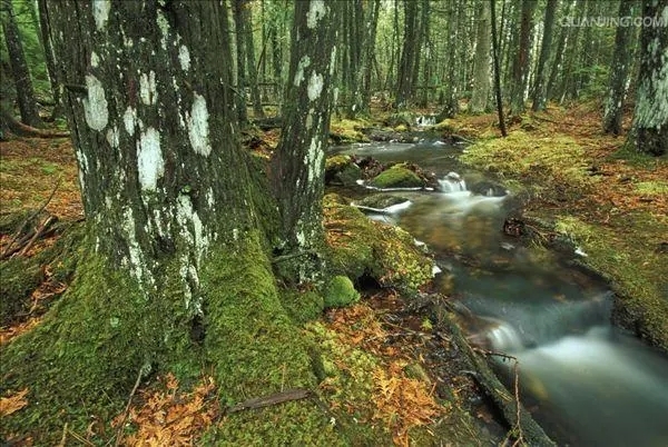 近期，缅因大学、新英格兰林业基金会和美国林务局的研究人员，对缅因州北部大部分属于私有商业林的7万亩森林进行建模研究后，最终根据研究结果，发布了一项有关缅因州森林碳吸收的新发现。
