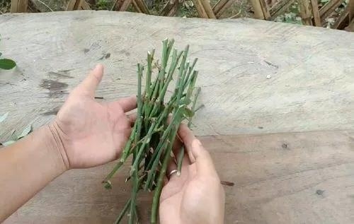 用卫生纸繁殖月季的神奇方法 用卫生纸繁殖月季的神奇方法