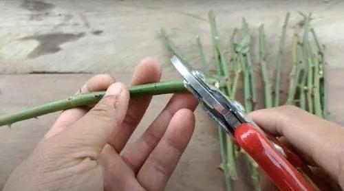 用卫生纸繁殖月季的神奇方法 用卫生纸繁殖月季的神奇方法