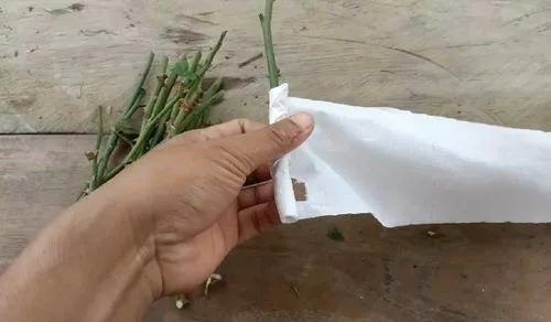 用卫生纸繁殖月季的神奇方法 用卫生纸繁殖月季的神奇方法
