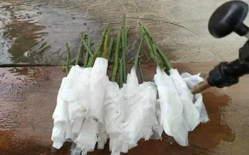 用卫生纸繁殖月季的神奇方法 用卫生纸繁殖月季的神奇方法