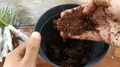 用卫生纸繁殖月季的神奇方法 用卫生纸繁殖月季的神奇方法
