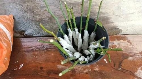用卫生纸繁殖月季的神奇方法 用卫生纸繁殖月季的神奇方法