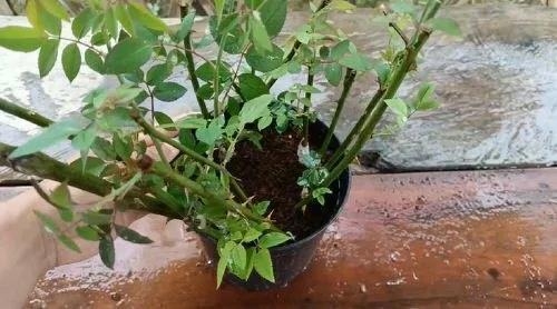 用卫生纸繁殖月季的神奇方法 用卫生纸繁殖月季的神奇方法
