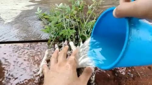 用卫生纸繁殖月季的神奇方法 用卫生纸繁殖月季的神奇方法