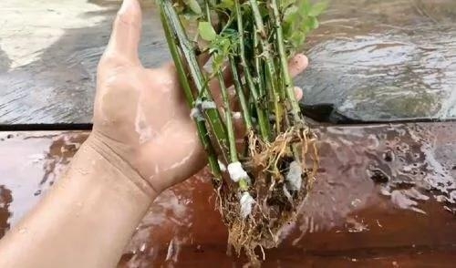 用卫生纸繁殖月季的神奇方法 用卫生纸繁殖月季的神奇方法